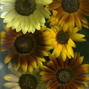 Meet your Posher, Leanna